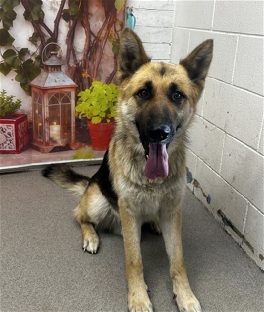 Shelter Stray Male Dog last seen Near BLOCK E ST, San Bernardino, CA 92401