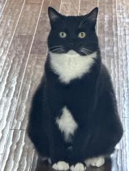 Lost Male Cat last seen Meadow brook Farms, Leesburg, VA 20175