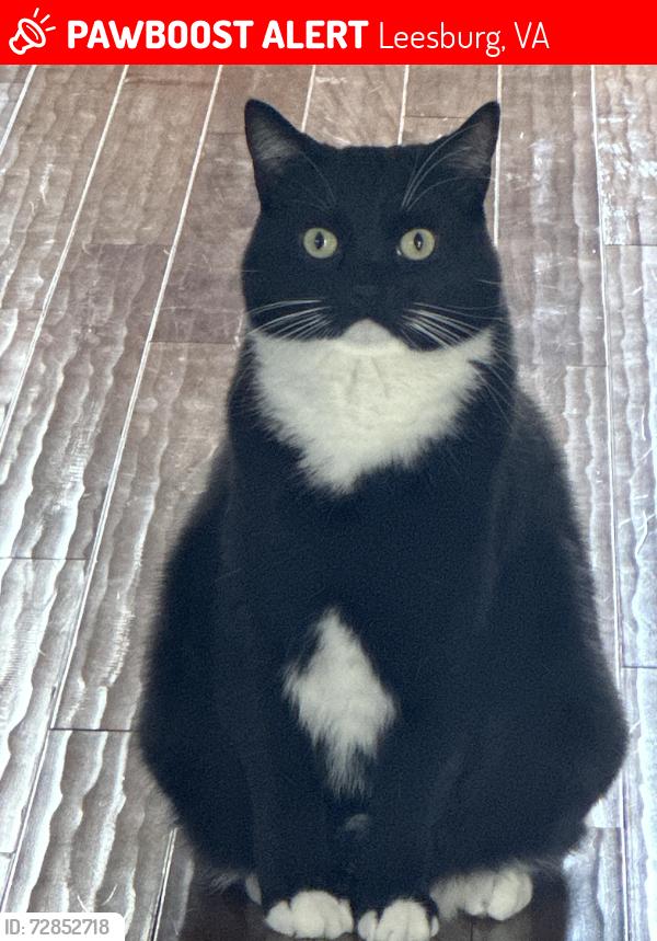 Lost Male Cat last seen Meadow brook Farms, Leesburg, VA 20175