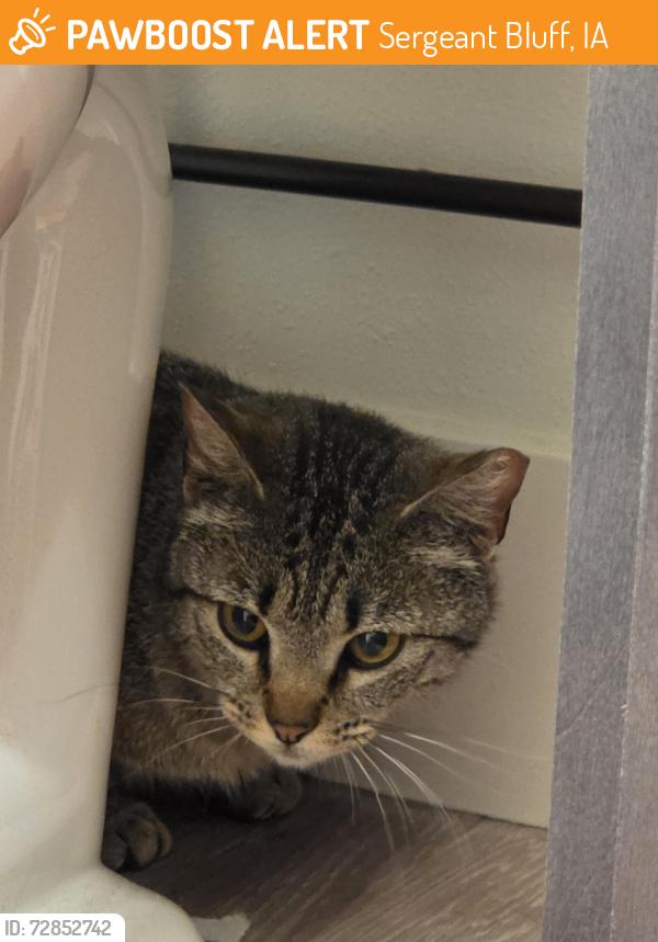 Found/Stray Unknown Cat last seen Gelita, Sergeant Bluff, IA 51054