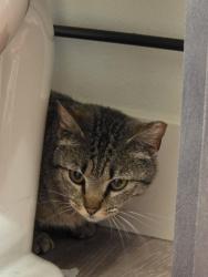 Found/Stray Unknown Cat last seen Gelita, Sergeant Bluff, IA 51054