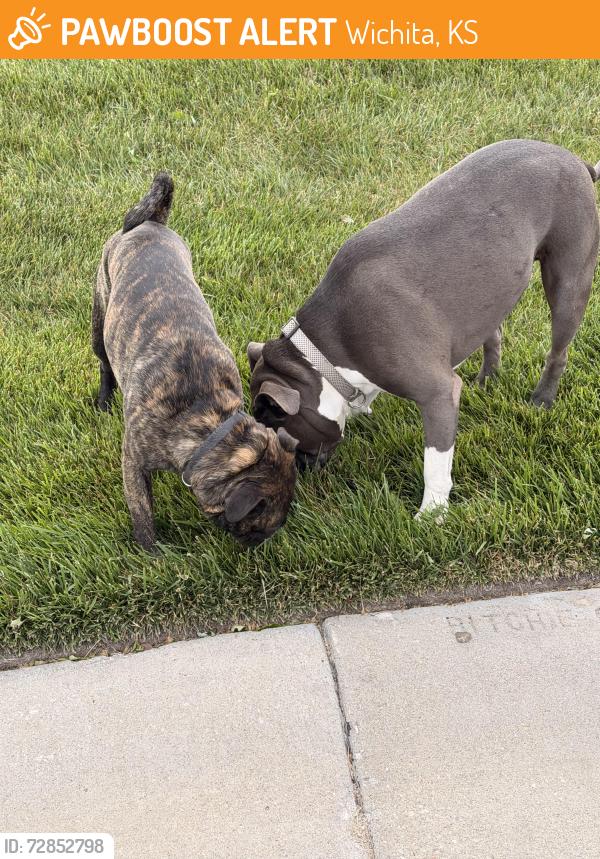 Found/Stray Male Dog last seen Laguna & Twinlake at Clear Crest, Wichita, KS 67230