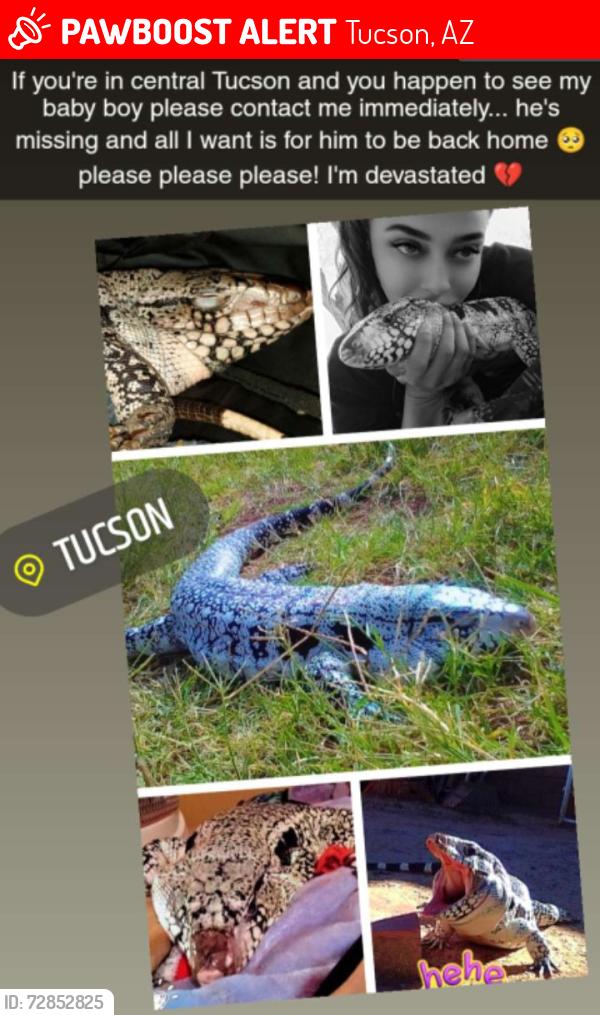 Lost Male Reptile last seen Craycroft and 29th , Tucson, AZ 85711