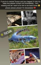 Lost Male Reptile last seen Craycroft and 29th , Tucson, AZ 85711
