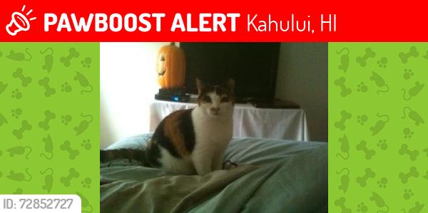 Lost Female Cat last seen last seen at , Kahului, HI 96732