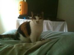Lost Female Cat last seen last seen at , Kahului, HI 96732