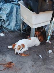 Lost Female Dog last seen North Miami ,Fl, Miami, FL 33127