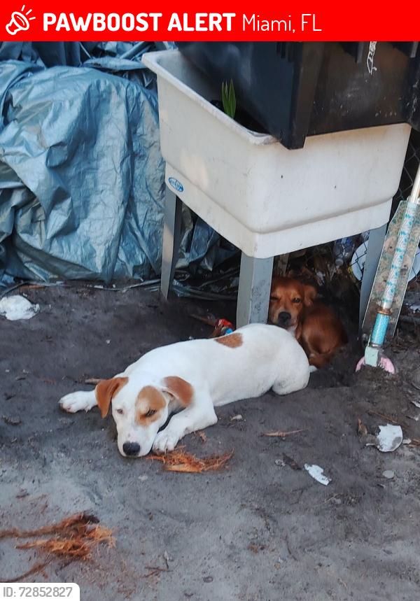 Lost Female Dog last seen North Miami ,Fl, Miami, FL 33127