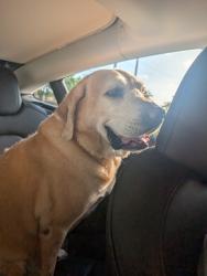 Found/Stray Male Dog last seen Near avenue and 124 st 33176, Kendall, FL 33176