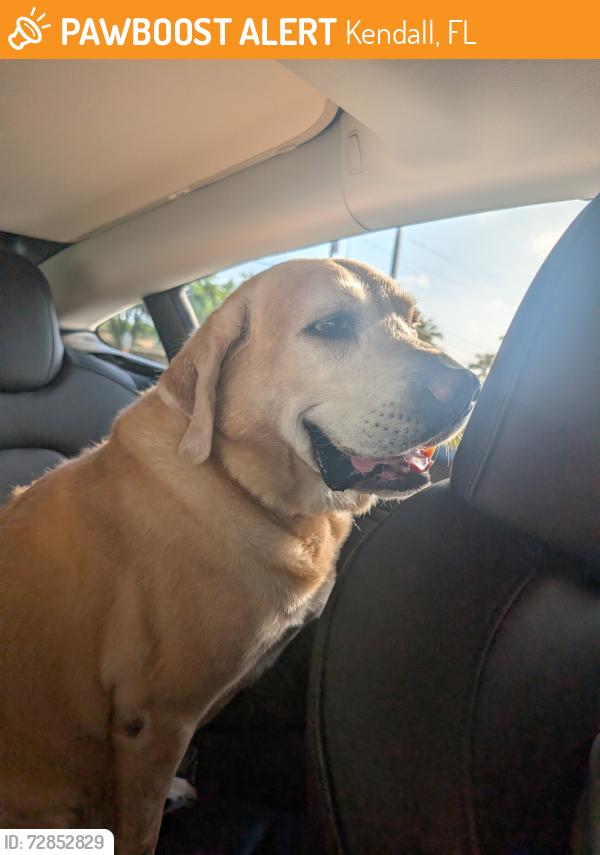 Found/Stray Male Dog last seen Near avenue and 124 st 33176, Kendall, FL 33176