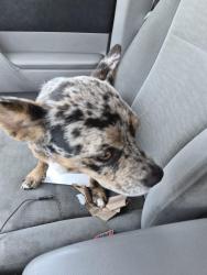 Found/Stray Male Dog last seen Carson and clark, Long Beach, CA 90808