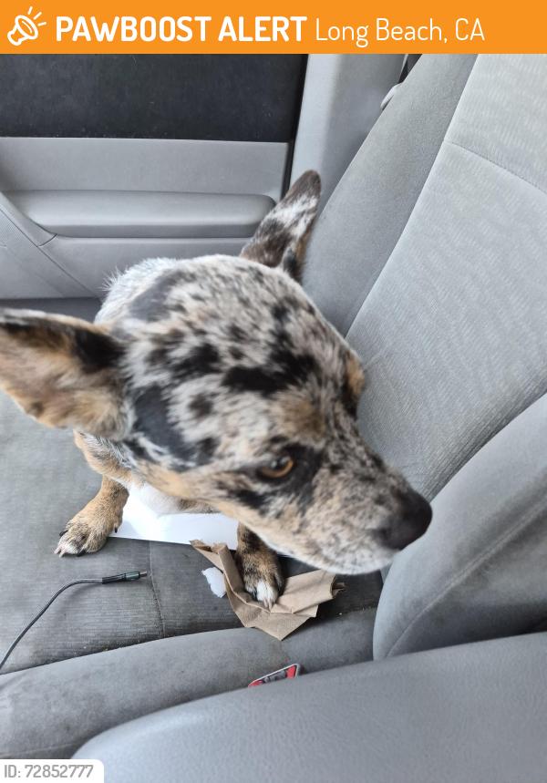 Found/Stray Male Dog last seen Carson and clark, Long Beach, CA 90808