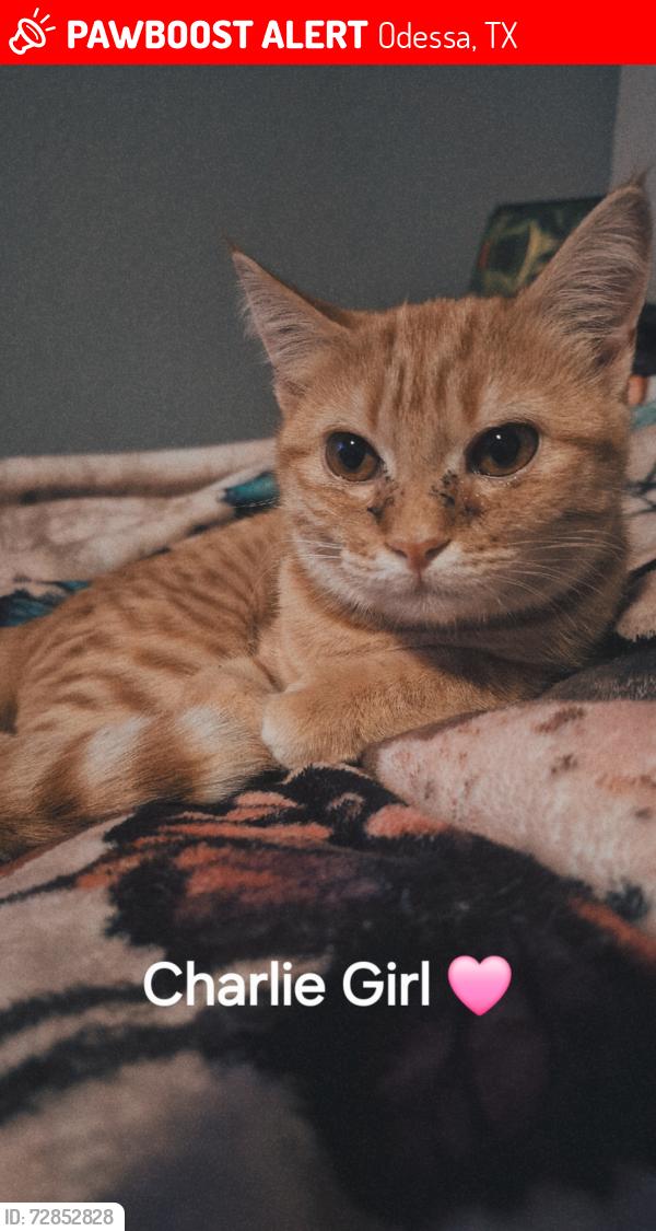 Lost Female Cat last seen Farmstead Lane, Odessa, TX 79762