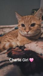 Lost Female Cat last seen Farmstead Lane, Odessa, TX 79762
