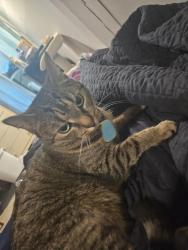 Lost Female Cat last seen Marathon intersection, Graf's, Akron, OH 44320