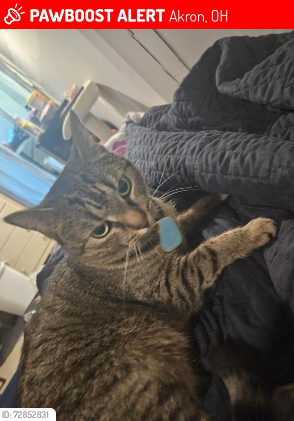 Lost Female Cat last seen Marathon intersection, Graf's, Akron, OH 44320