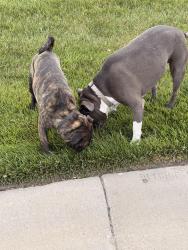 Found/Stray Male Dog last seen Laguna & Twinlake at Clear Crest, Wichita, KS 67230