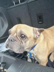 Found/Stray Male Dog last seen Hanes mall , Winston-Salem, NC 27108