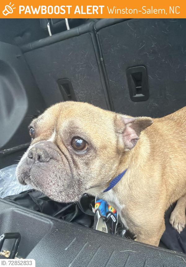 Found/Stray Male Dog last seen Hanes mall , Winston-Salem, NC 27108