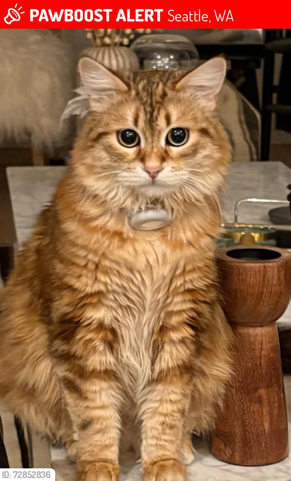 Lost Male Cat last seen  Orthodox of discovery park , Seattle, WA 98199