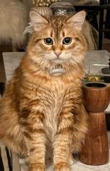 Lost Male Cat last seen  Orthodox of discovery park , Seattle, WA 98199