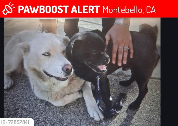 Lost Female Dog last seen Roosevelt & Bkuff, Montebello, CA 90640