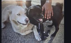 Lost Female Dog last seen Roosevelt & Bkuff, Montebello, CA 90640