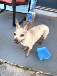 Found/Stray Unknown Dog last seen US 19 , Holiday, FL 34690