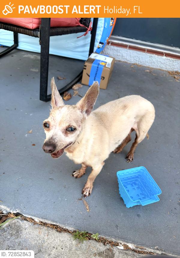 Found/Stray Unknown Dog last seen US 19 , Holiday, FL 34690