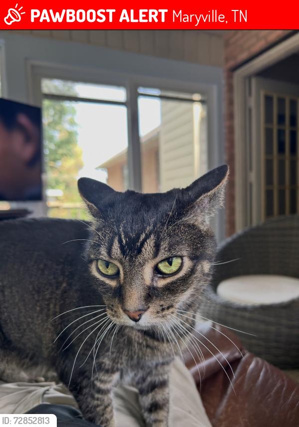 Lost Male Cat last seen Timbercreek Drive, backyard connects to Mint Road Area, Maryville, TN 37803
