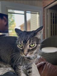 Lost Male Cat last seen Timbercreek Drive, backyard connects to Mint Road Area, Maryville, TN 37803