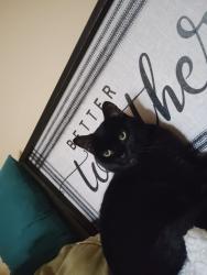 Reunited Male Cat last seen Burncoat street , Worcester, MA 01606