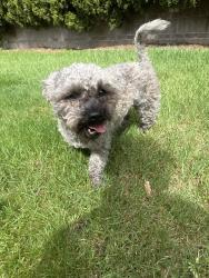 Found/Stray Male Dog last seen By Our Redeemer Lutheran Church & School, Tigard, OR 97223