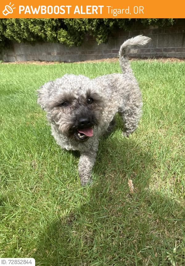 Found/Stray Male Dog last seen By Our Redeemer Lutheran Church & School, Tigard, OR 97223