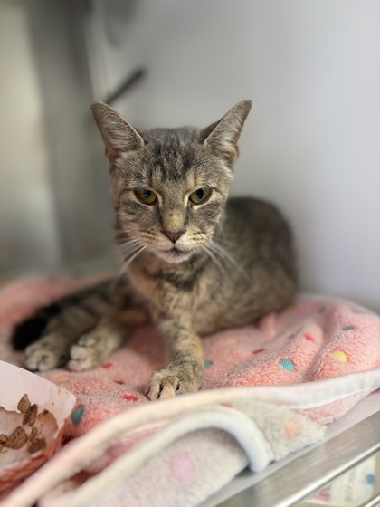 Shelter Stray Female Cat last seen Bedford Dr., 75150, TX, Mesquite, TX 75149