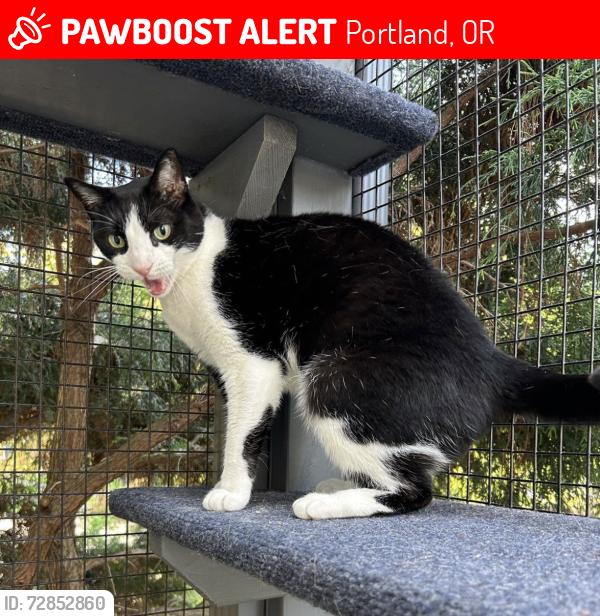 Lost Female Cat last seen SE Lincoln and SE 23rd, Portland, OR 97214