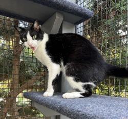 Lost Female Cat last seen SE Lincoln and SE 23rd, Portland, OR 97214