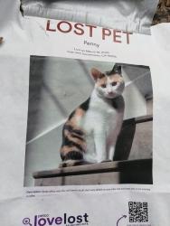 Found/Stray Female Cat last seen Broadway, Sacramento, CA 95814