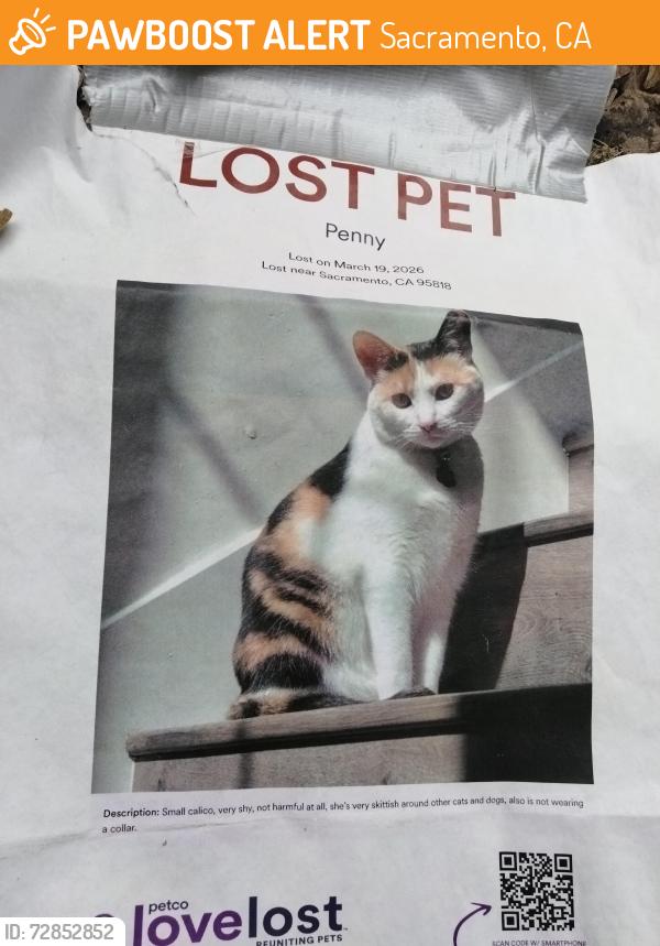 Found/Stray Female Cat last seen Broadway, Sacramento, CA 95814