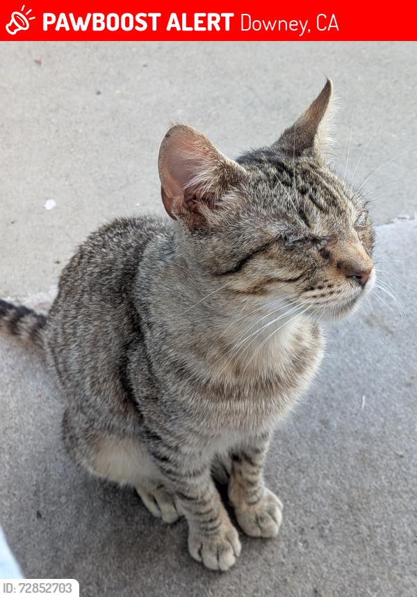 Lost Male Cat last seen On Dolan Avenue cross street Borson or other direction Lyndora, Downey, CA 90242