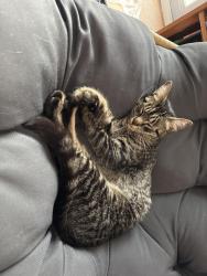 Found/Stray Unknown Cat last seen Corner of Allerton Ave amd Westervelt Ave , The Bronx, NY 10469