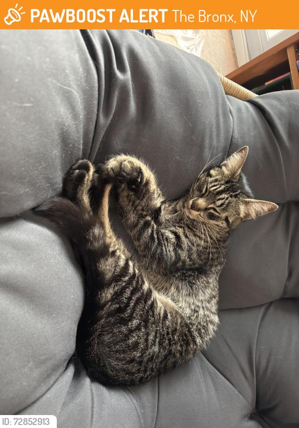 Found/Stray Unknown Cat last seen Corner of Allerton Ave amd Westervelt Ave , The Bronx, NY 10469