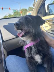 Found/Stray Male Dog last seen Pocket Road & Greenhaven Rd, I-5 offramp, Sacramento, CA 95831
