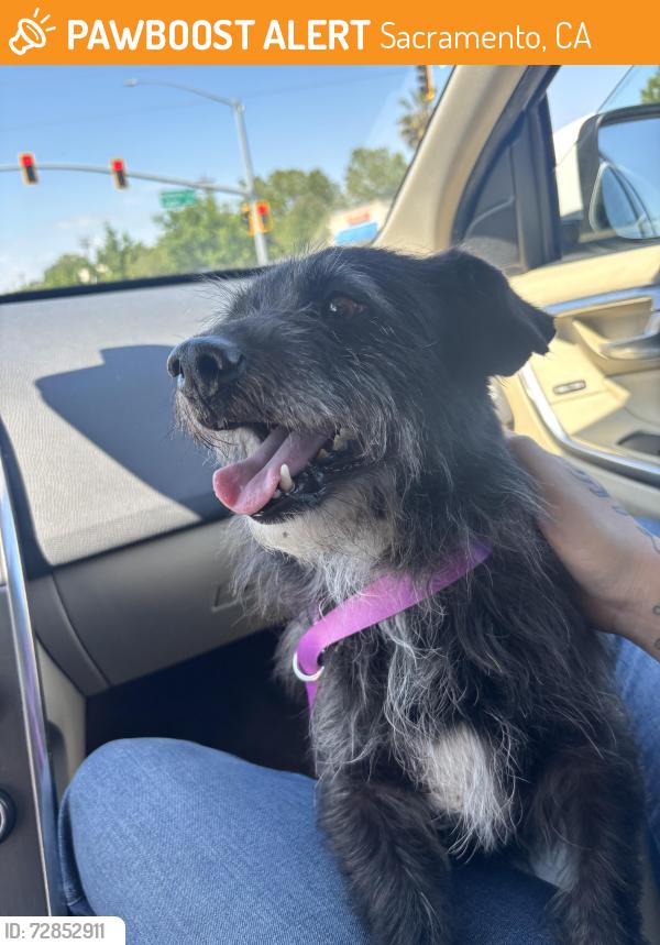 Found/Stray Male Dog last seen Pocket Road & Greenhaven Rd, I-5 offramp, Sacramento, CA 95831