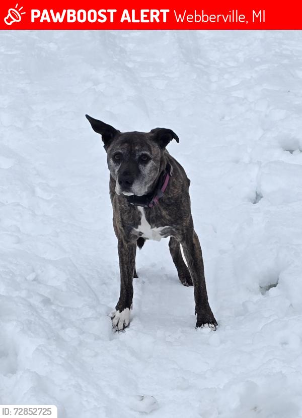Lost Female Dog last seen Mason Rd. and Kane Rd, Webberville, MI 48892