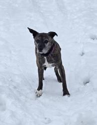 Lost Female Dog last seen Mason Rd. and Kane Rd, Webberville, MI 48892