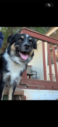 Lost Female Dog last seen Near Arden Rd, Amarillo, TX 79109