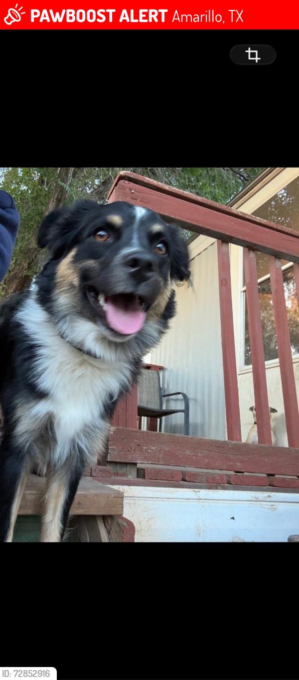 Lost Female Dog last seen Near Arden Rd, Amarillo, TX 79109