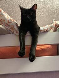 Lost Female Cat last seen Nash road, Burns, Spring Hill Road area , Knoxville, TN 37914