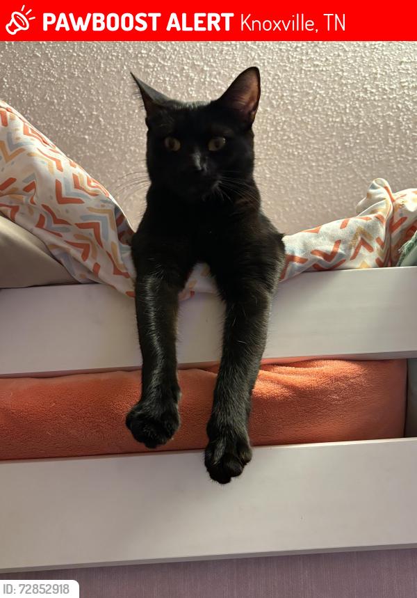 Lost Female Cat last seen Nash road, Burns, Spring Hill Road area , Knoxville, TN 37914